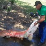 ‘Sonho realizado’, diz empresário que pescou pirarucu de 128 kg em MT; vídeos