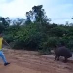 Vídeo mostra indígenas apedrejando anta até a morte enquanto se divertem em MT