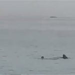 Vídeo: Jovem é morto em ataque de tubarão e pai vê tudo