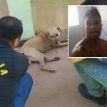 Ex-aluno de Odonto que ‘estuprou’ cadela é condenado por zoofilia e vai prestar serviços comunitários