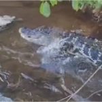 Policiais encontram jacaré comendo restos mortais que podem ser de invasor de Confresa; vídeo