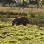 Anta resgatada ainda filhote em MT é transferida para o pantanal e ganha companhia