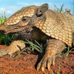 Sitiantes desvendam o mistério do ‘chupa-cabra da Guia’; veja o que era