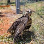 Ameaçada de extinção, águia-cinzenta é resgatada e levada ao Santuário dos Elefantes