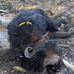 Vídeo mostra diversos animais mortos no incêndio que atinge o Pantanal há dias