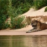 Onça-pintada resgatada em maior incêndio do Pantanal em MT é vista em rio com a pata machucada; vídeo