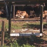 Idoso leva cabeçada de vaca e vai parar no hospital com fratura na coluna