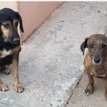 Cadelas resgatadas após denúncia de maus tratos e zoofilia continuam hospitalizadas