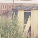 Idoso é preso em flagrante por praticar zoofilia com cadela em barracão; vídeo