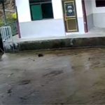 Impressionante: Vídeo mostra javali selvagem atacando brutalmente homem de 70 anos em seu próprio quintal