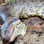 Famosa no mundo todo, sucuri Ana Júlia é encontrada morta em MS; veja vídeo