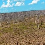 Área desmatada quimicamente no Pantanal vira um ‘cemitério de árvores’