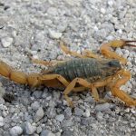 Secretaria emite alerta sobre aumento de acidentes por animais peçonhentos em Cuiabá