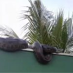 Morador de VG acorda e se depara com sucuri gigante no muro de sua casa