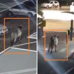 Três bois escapam de frigorífico da Marfrig e invadem condomínio em VG; veja vídeo
