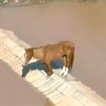 Vídeo: Resgate do cavalo Caramelo vira destaque no mundo e animal já é símbolo do RS