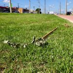 Cultivados há 20 dias, ipês são arrancados do canteiro central da Avenida Dante Martins de Oliveira