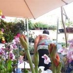 Desenrola para MEI e micro e pequenas empresas começa nesta segunda