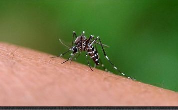 Cuiabá apresenta médio risco de infestação do mosquito da dengue