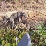 Onças brigam por jacaré no Pantanal