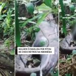 Mulher é morta ao ser engolida por píton de cinco metros; vídeo