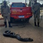 Sucuri de 4 metros é resgatada em valeta de drenagem de água em MT