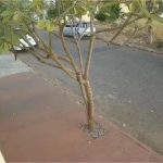 Professor que matou gata a machadada em Cuiabá se apresenta à polícia e é ouvido