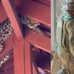 Jaguatirica sobe no telhado, mobiliza polícia e foge; vídeo