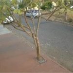 Homem usa machado para matar gato em rua; veja vídeo