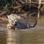 Onça-pintada captura filhote de ariranha durante caçada em rio do Pantanal de MT; vídeo
