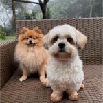 Cães furtados de hotelzinho são encontrados em Cuiabá; dois foram presos