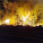 Vídeo: incêndio atinge território indígena no Pantanal de MT