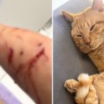 Gato deixa braço da tutora dilacerado e faz família ‘refém’ dentro da própria casa