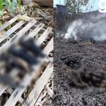 Doze gatos são mortos durante incêndio em Várzea Grande; vídeo