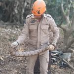 Bombeiros capturam jiboia embaixo de churrasqueira em residência em MT