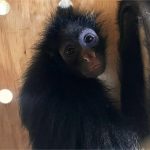 MT manda 4 macacos para santuário que abriga primatas ameaçados de extinção