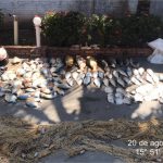 PM e Sema apreendem 102 quilos de pescado e 33 quilos de jacaré em Barão de Melgaço