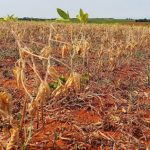Mais de 30 cidades em Mato Grosso decretam situação de emergência