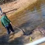 Sucuri de 5 metros é flagrada fazendo digestão em rio de MT; veja vídeo