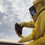 Abelhas atacam moradora e bombeiros são chamados para remover enxame