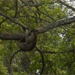 Onça-pintada se exibe para turistas e cai de árvore no Pantanal de MT; veja vídeo