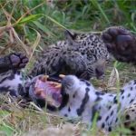 Onça-pintada dá show ao brincar com seu filhote no Pantanal; veja vídeo