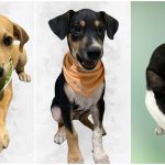 Parque Tia Nair recebe feira de adoção de animais da prefeitura