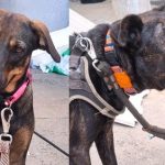 Cães adotados por morador de rua buscam novo lar após prisão do tutor