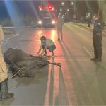 Égua que foi atropelada em VG acaba sendo sacrificada