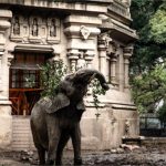 Santuário em Chapada receberá a primeira elefanta africana