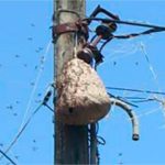 Marimbondos atacam alunos e funcionários de IFMT no Nortão