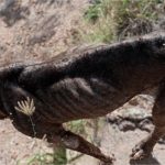 Cachorros são encontrados em situação de maus-tratos em casa abandonada em Cuiabá