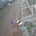 Juiz impõe fiança de R$ 10 mil e solta dono de cães que mataram gato no interior