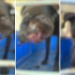 Cadela é apedrejada por moradores e tem a face desfigurada